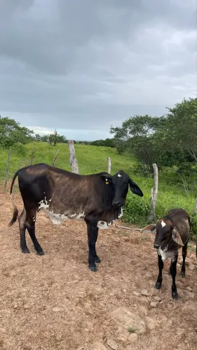 Vaca