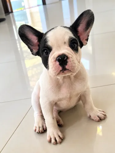Vendo Filhote de Buldogue Francês