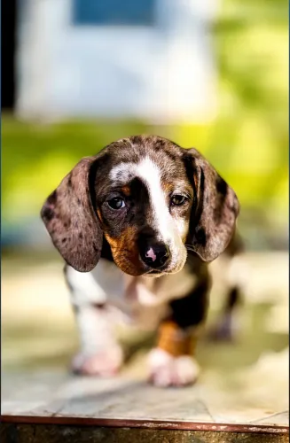 Filhotes de linguicinhas (Daschund)