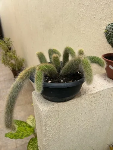 CACTO RABO DE MACACO