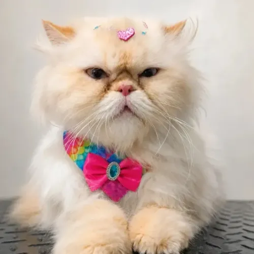 Gata persa fêmea