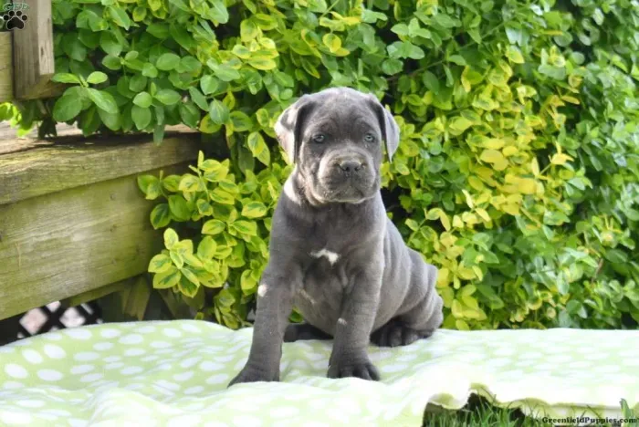 Cane corso | Entrega rápida e segura 