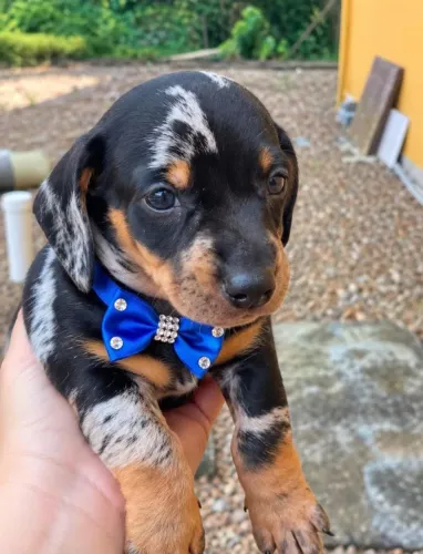 Daschund mofadinha merle kanichen