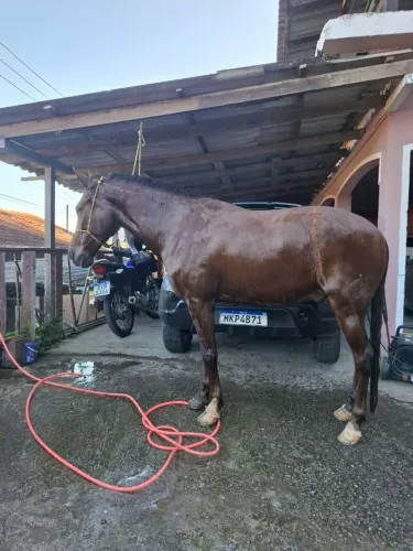 Cavalo mangalarga