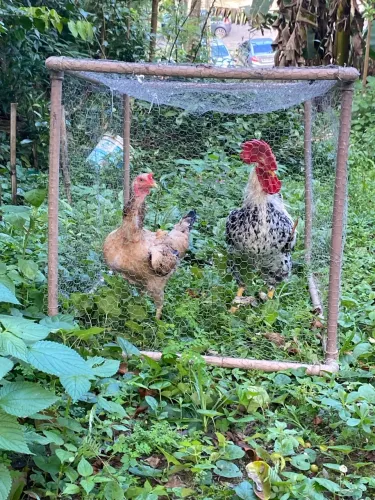 Casal de galinha e galo 