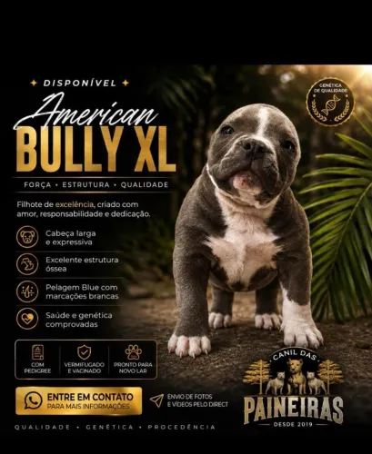 American bully