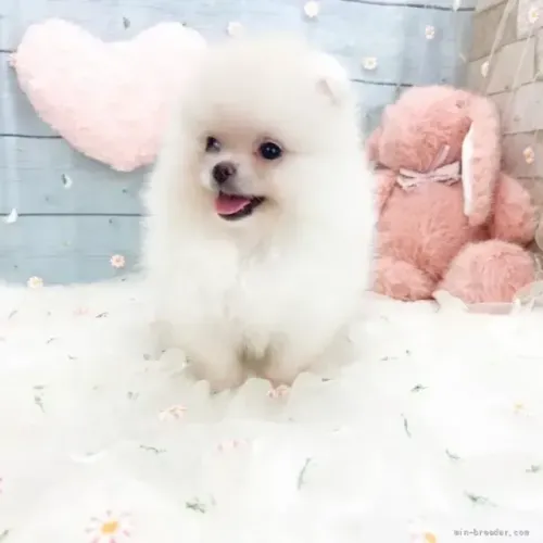 Bebezinho fofo e atento Spitz Alemão/ Lulu da Pomerânia/ anão/ anãozinho