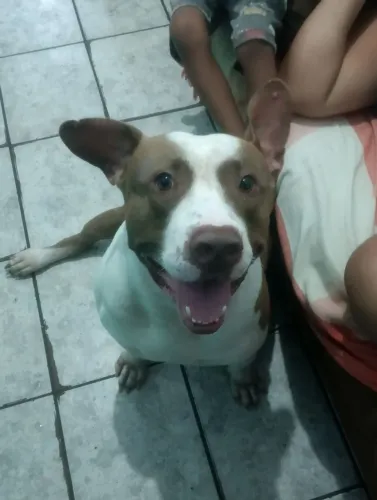 Doação urgente de pitbull muito bem criado