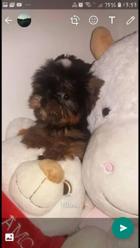 Yorkshire macho micro 4meses