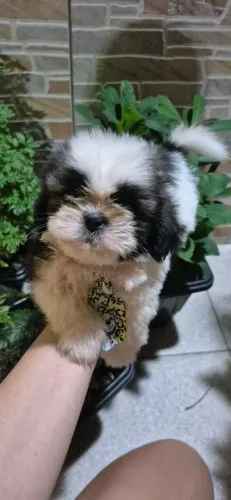 Shihtzu macho pronta entrega  