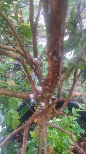 Jabuticaba produzindo