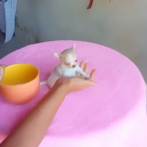 Filhote de chihuahua