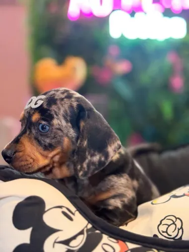 Dachshund! Arlequim prata c/ preto 