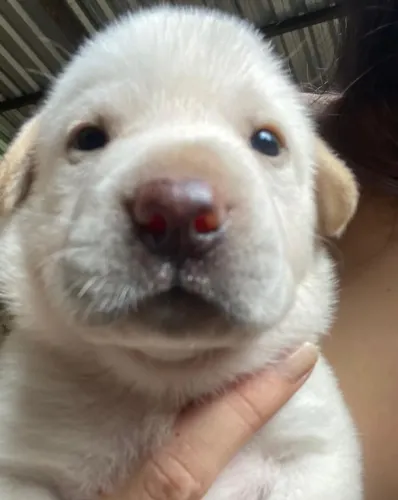 Filhotes de PitBull c ChowChow/Sharpei