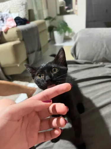adoção gatinho preto ?