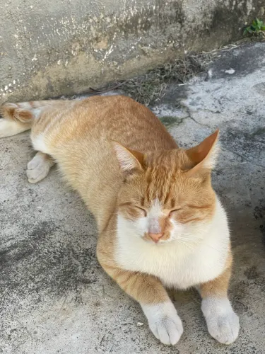 Gato abandonado no condomínio (doação) - Campo Grande RJ