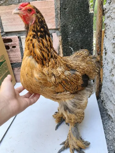 Galinha brahma perdiz