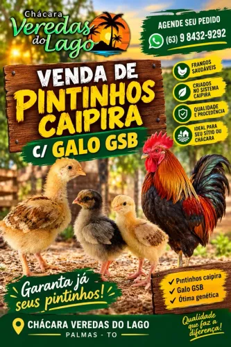 Pintinho caipira