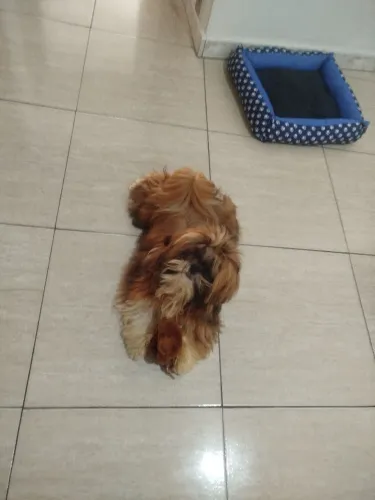 Cachorro chitzzu macho