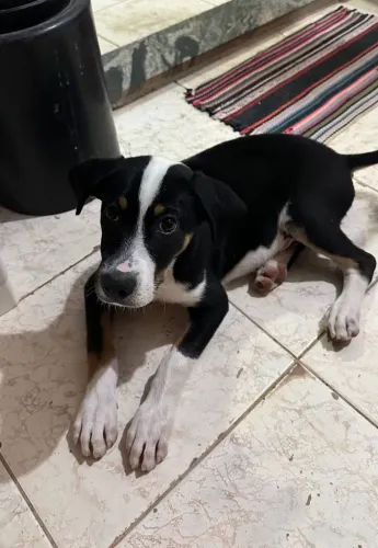 cachorrinho para adoção responsável