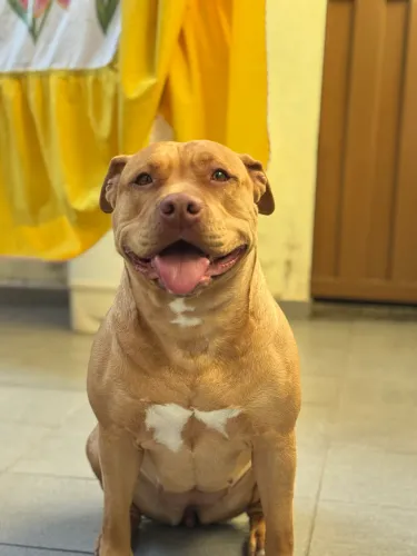 Doação cachorro