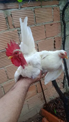 Casal de galinha Nagazaki