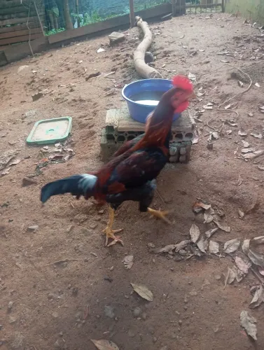 Vende-se galo de raça