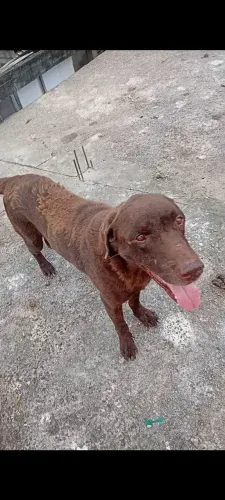 DOAÇÃO : LABRADOR 2 ANOS , AMERICAN BULY 1 ANO , MESTICAS DE PITBULL COM DÁLMATA. 