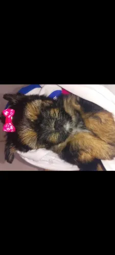 CACHORRO FÊMEA YORKSHIRE