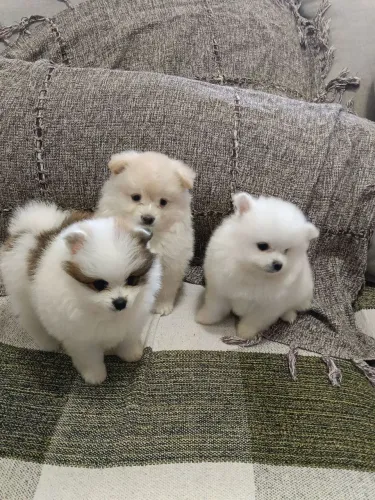 Filhotes de Spitz Alemão 