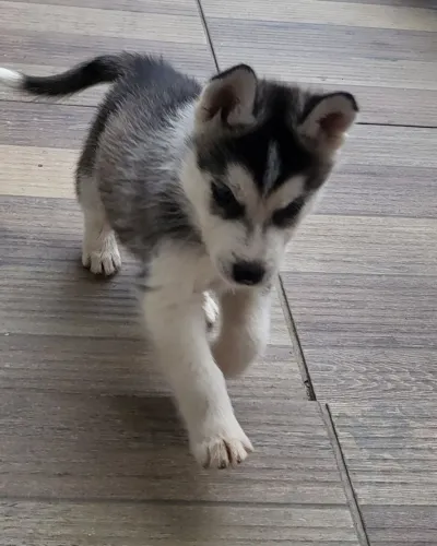 Husky Siberiano 700,00