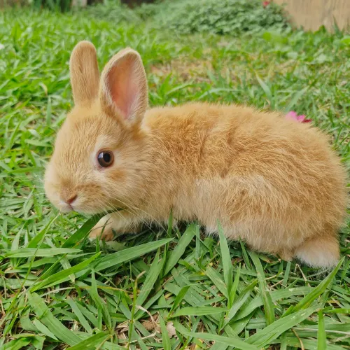 Coelho anão netherland dwarf 