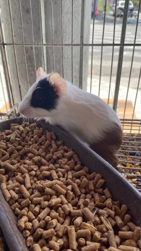 Porquinha da índia linda 