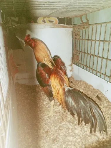 Frango