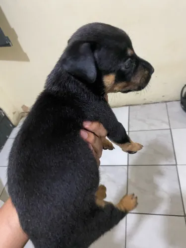 Rotweiller