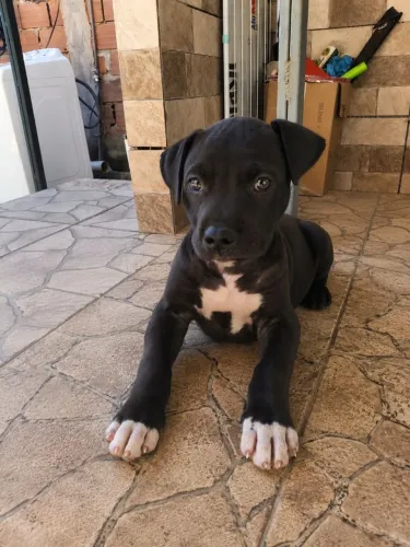 FILHOTE PITBULL FÊMEA 45 DIAS