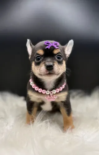 Chihuahua Black and Tan! Perfeita para momentos inesquecíveis!!!