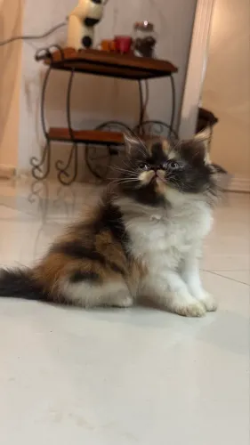 Filhote gato tipo persa