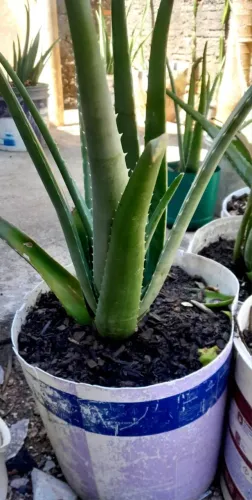 Babosa Gigante 