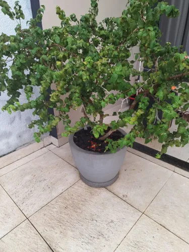 Árvores Frutíferas romã,  pitanga, limão e caja
