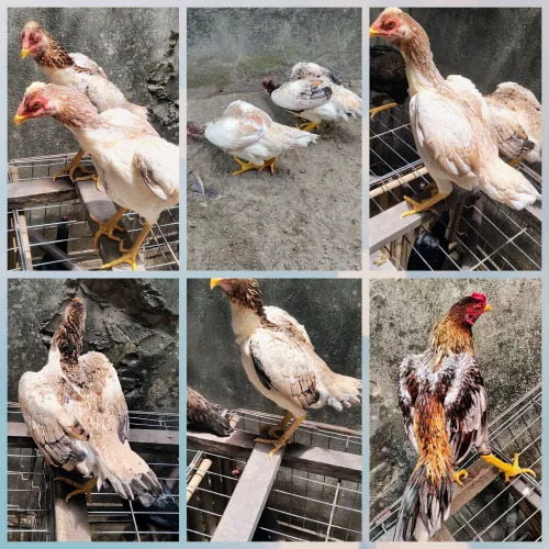 Frangos e frangas da raça Moura com 7 meses casais r$ 300 individual r$ 200