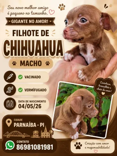 Chihuahua Filhote 