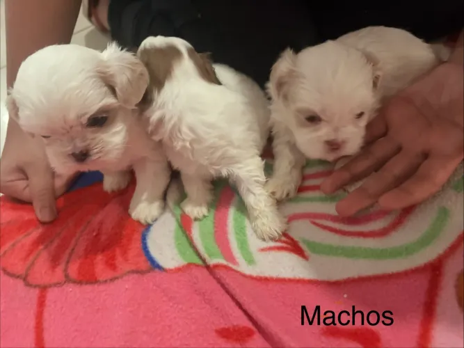 Filhotes lhasa apso 