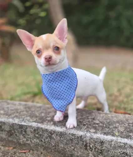 Chihuahua Pelo Curto | Vacinação + Suporte Pós-Venda