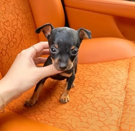 Pinscher macho