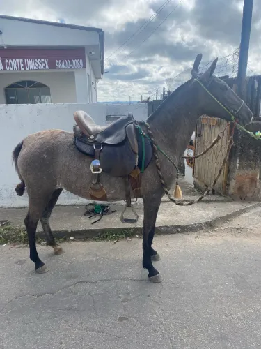 Vendo égua 3000 não troco apenas vendo 