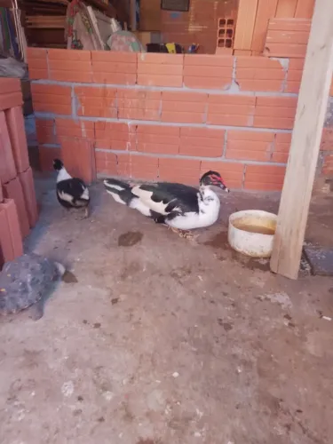 Casal de pato