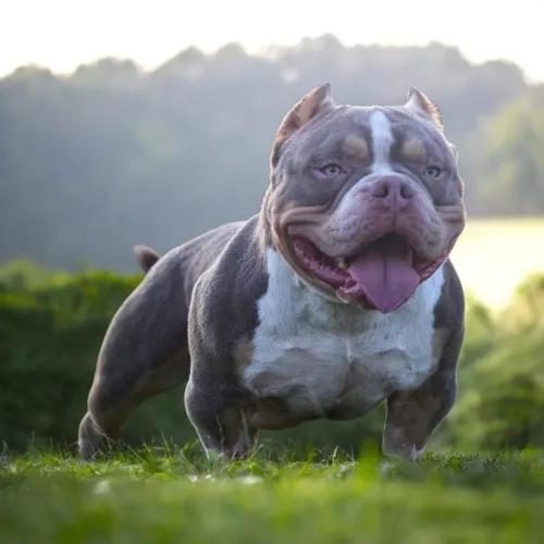 American Bully Micro Lilac Tricolor para cobertura 