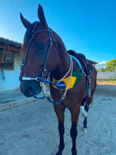 Cavalo quarto de milha