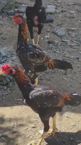 Frango e frangas da raça Mura entre 5 e 6 mês valor individual r$ 300